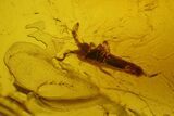 Fossil Springtail (Collembola) & Fly (Diptera) In Baltic Amber #173638-1